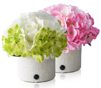 greenhana, 天使白, 櫻花粉